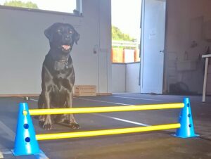 crossdogging hundeschule 4luckypaws